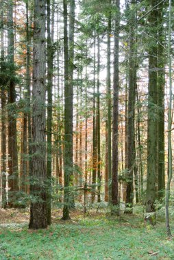 Sonbaharda kozalaklı orman, kozalaklı çam ve yeşil yapraklı köknar ağaçları, Kozara Dağı 'nda, Prijedor kenti yakınlarındaki ulusal parkta, SC, Bosna-Hersek