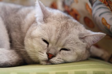 Dumanlı bir rengin uyuyan kedi 