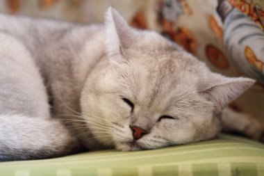 Dumanlı bir rengin uyuyan kedi 