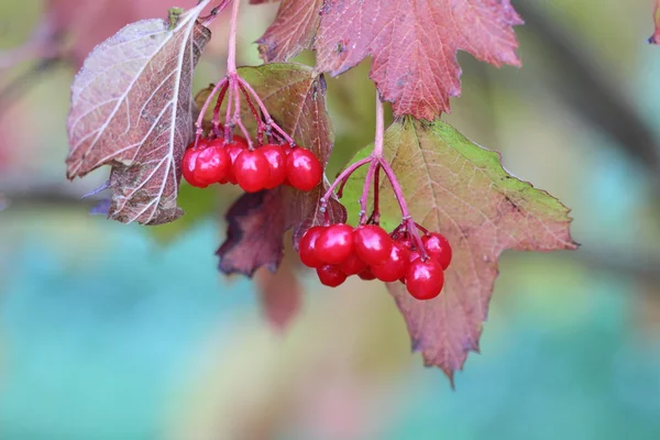 Гелдеррозовые ягоды — стоковое фото