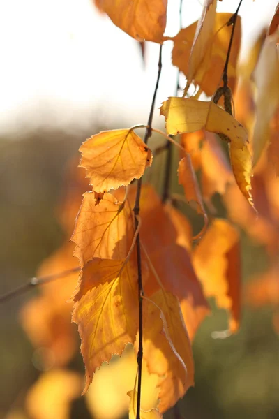 Sonbahar Yaprakları