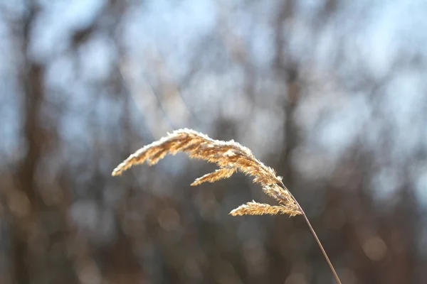 Eerste vorst — Stockfoto