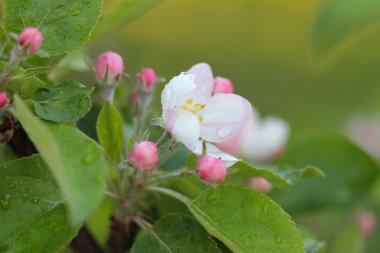 çiçekler ve tomurcukları bir elma ağacının