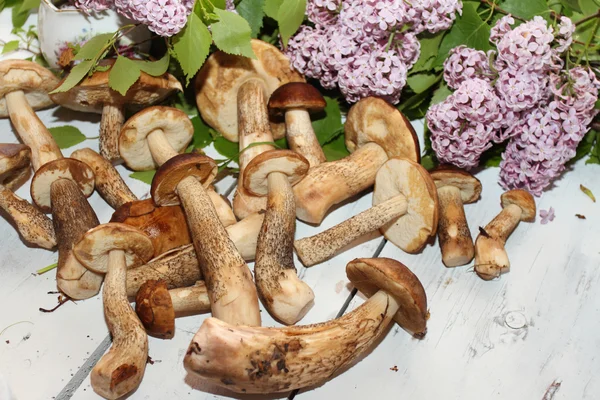 crop of birch mushrooms