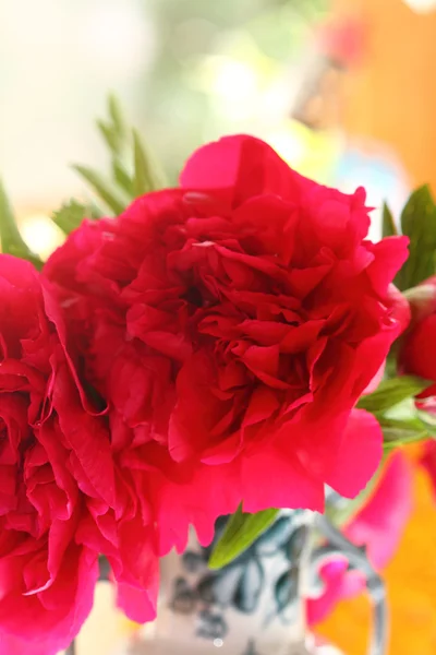 Peonie di chiaretto in un vaso — Foto Stock