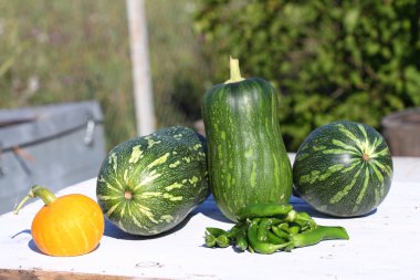 kırpma biber ve yeşil kabak