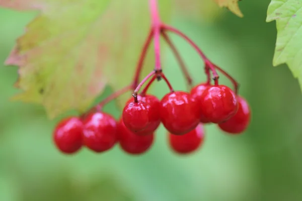 Гелдеррозовые ягоды — стоковое фото