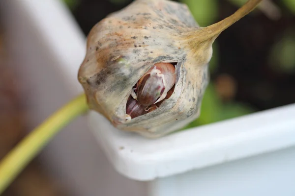 Semillas de ajo — Foto de Stock