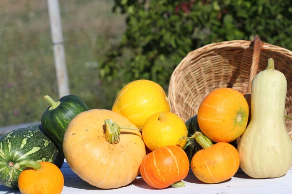 Kabaklar farklı sınıflar bir ürün Telifsiz Stok Imajlar