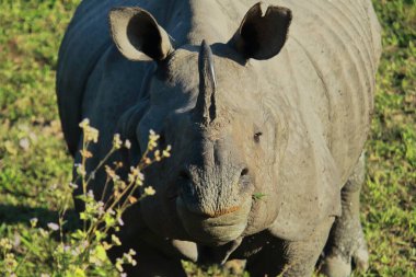 Nesli tükenmekte olan ve büyük bir erkeğe yakın olan Kaziranga Ulusal Parkı, Assam, kuzey doğu Hindistan 'da boynuzlu büyük Hint gergedanı (unicornis).