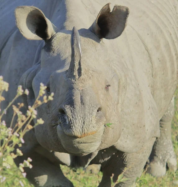 close up view of a endangered and endemic big male one horned great indian rhino (rhinoceros unicornis) in kaziranga national park in assam, north east india