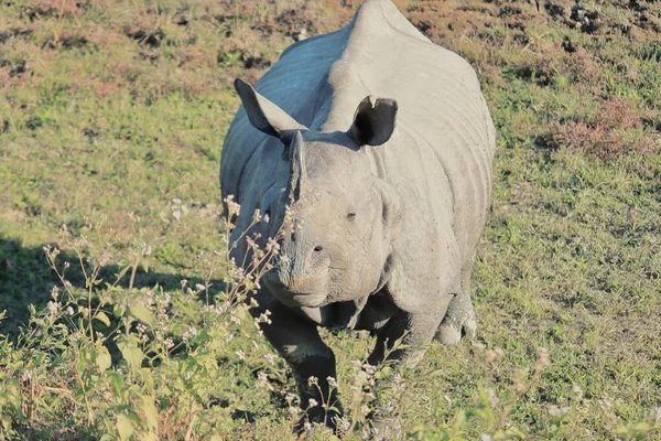 endemic one horned great indian rhino (rhinoceros unicornis) is grazing in kaziranga national park in assam, north east india