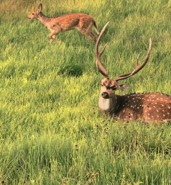 Veado Veado Cervo Malhado Veado Eixo Central Parque Nacional Bandipur — Fotografia de Stock