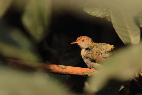 Schneidervogel Orthotomus Sutorius Auf Einem Ast Sitzend Tropischer Regenwald Indien — Stockfoto