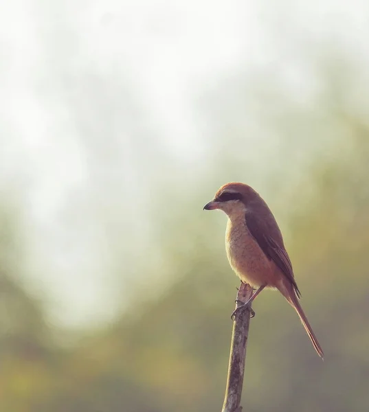 Une Pie Grièche Brune Oiseau Boucher Lanius Cristatus Perche Sur — Photo