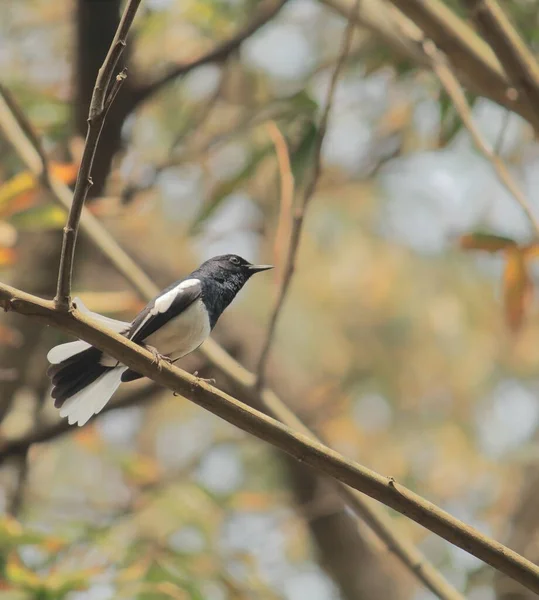 位于树枝上的一种雄性东方喜鹊知更鸟 知更鸟 — 图库照片