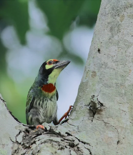 Homem Coppersmith Barbet Crimson Breasted Barbet Psilopogon Haemacephalus Sentado Tronco — Fotografia de Stock