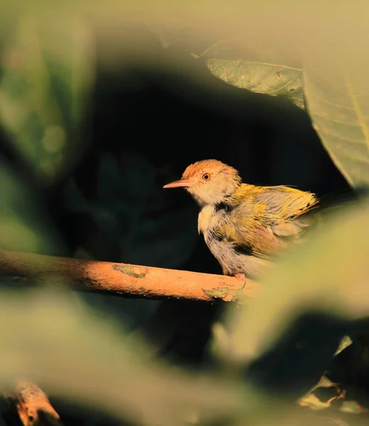 Schneidervogel Orthotomus Sutorius Auf Einem Ast Sitzend Tropischer Regenwald Indien — Stockfoto