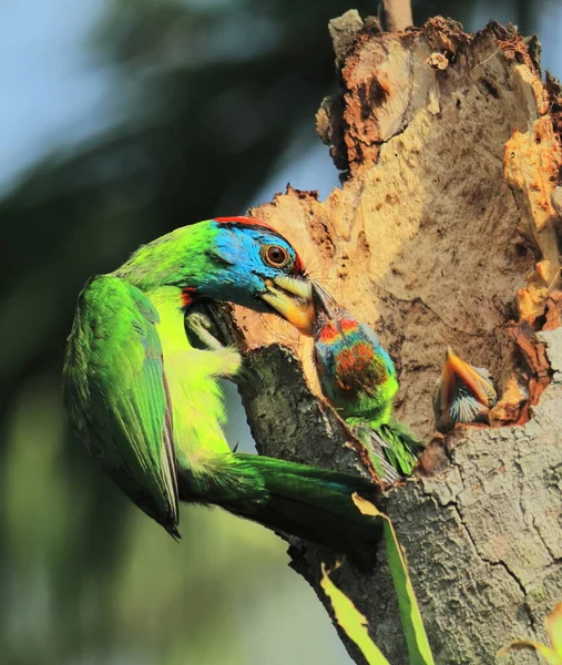 Nidificação Barbet Garganta Azul Psilopogon Asiaticus Verão Mãe Barbet Alimentando — Fotografia de Stock