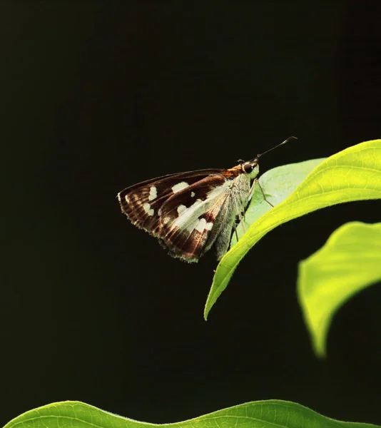 Udaspes Folus Grama Demônio Borboleta Está Sentado Uma Folha Uma — Fotografia de Stock