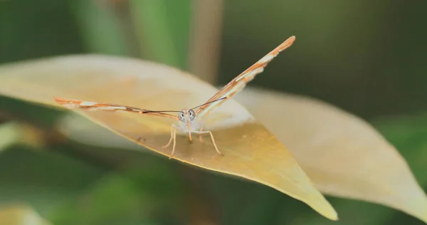 Schmetterling Neptis Nata Sitzt Auf Einem Blatt Einem Tropischen Regenwald — Stockfoto