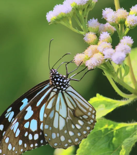 Синяя Тигровая Бабочка Tirumala Limniace Сидит Цветке Саду Бабочек Индии — стоковое фото