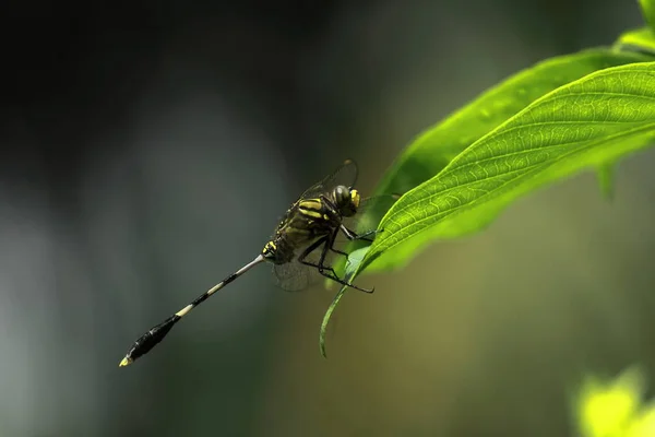 Una Sabina Del Orthetrum Skimmer Esbelto Libélula Verde Del Halcón — Foto de Stock