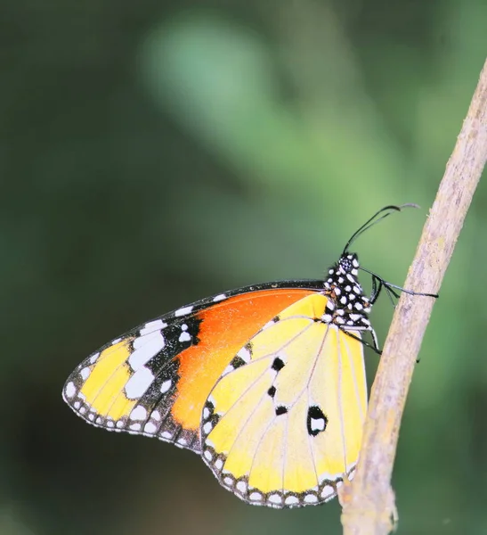 Tigre Liso Macho Rainha Africana Borboleta Monarca Africana Danaus Chrysippus — Fotografia de Stock