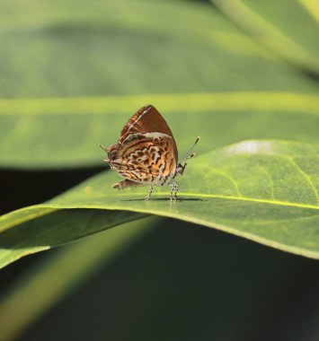 Rathinda amor veya maymun yapboz kelebeği Hindistan 'da tropikal bir yağmur ormanında bir yaprağın üzerinde oturuyor.