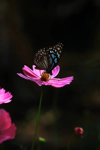 Una Mariposa Tigre Azul Tirumala Limniace Está Sentado Una Flor — Foto de Stock