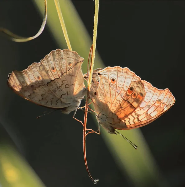 Rencontre Atlites Papillon Junonia Saison Estivale Dans Forêt Tropicale Humide — Photo