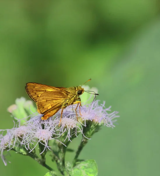 Papillon Fléchettes Palmier Plaine Céphalées Acalle Collecte Nectar Aide Pollinisation — Photo
