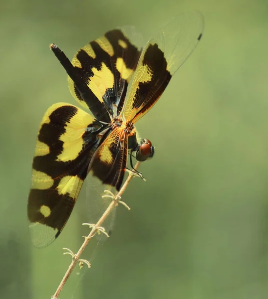 Belle Femelle Photo Commune Aile Libellule Rhyothemis Variegata Est Assis — Photo