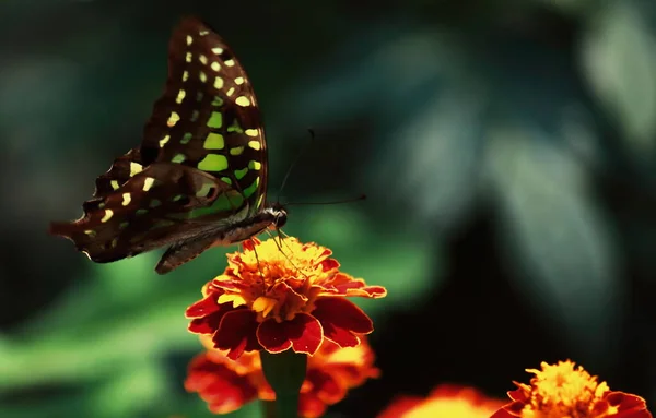 Farfalla Ghiandaia Coda Agamennone Graphium Sta Raccogliendo Nettare Aiuta Impollinazione — Foto Stock
