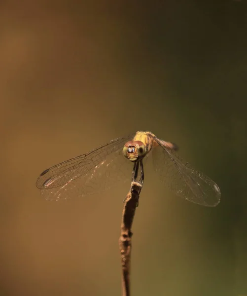 Uma Pantala Flavescens Skimmer Globo Libélula Planador Errante Está Sentado — Fotografia de Stock