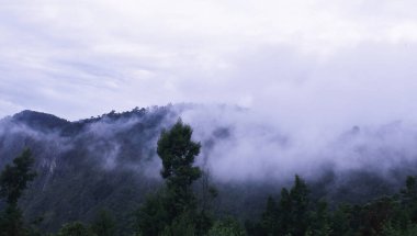 Tahtırevan yamaçlarındaki tropikal yağmur ormanlarının bulutlu manzarası (muson sırasında decan plkodaikanal, Tamil nadu, güney indiaateau) 