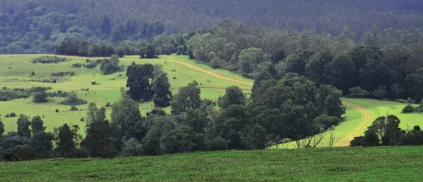 Hermoso Prado Ondulado Bosque Pinos Punto Vista Novena Milla Cerca —  Fotos de Stock