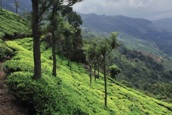 Belo Jardim Chá Coonoor Perto Estação Ooty Colina Encosta Das — Fotografia de Stock