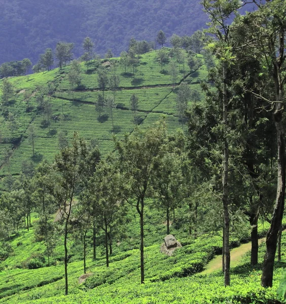 Belo Jardim Chá Coonoor Perto Estação Ooty Colina Encosta Das — Fotografia de Stock