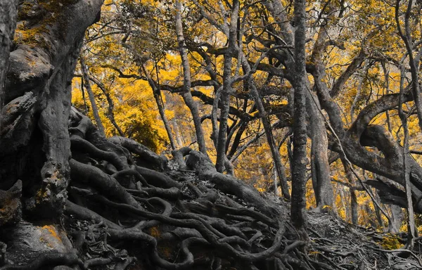 가을에는 가을에 바래고 바닥에 뿌리가 침식을 — 스톡 사진