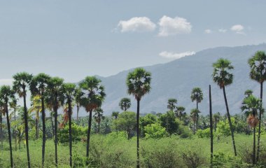 Palmiye ağaçları ve arka planda doğu ghat dağları olan yeşil vadi, Hindistan 'da Andra Pradesh.