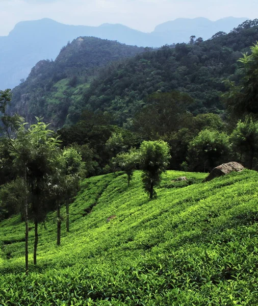 Hindistan Güneyindeki Tamilnadu Daki Nilgiri Dağlarının Yamacındaki Ooty Hill Istasyonunun — Stok fotoğraf
