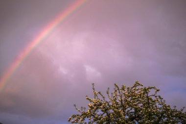 Menekşe gökkuşağı