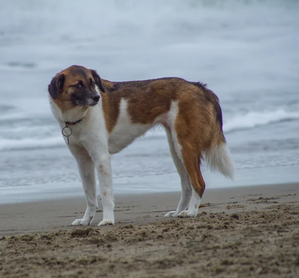 Cane marrone e bianco — Foto Stock