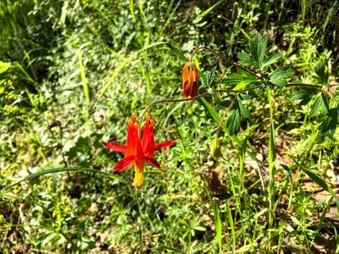 Çiçek ve yaprak arka plan olarak