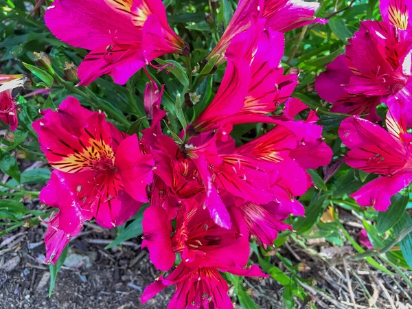 Fleurs roses dans le jardin — Photo