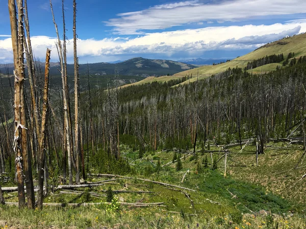 Paisaje con bosque y montaña —  Fotos de Stock