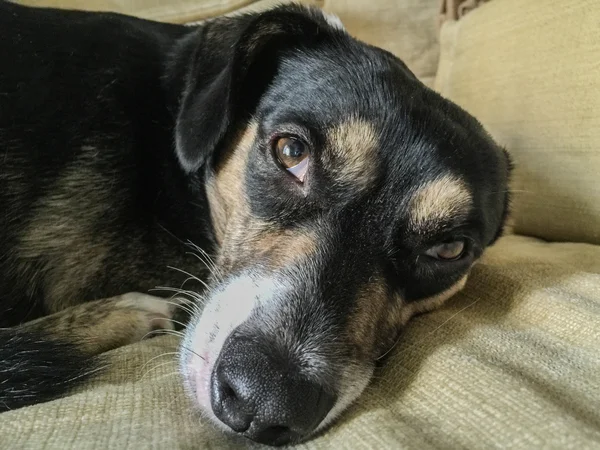 Piccolo cane quasi dorme sul cuscino — Foto Stock