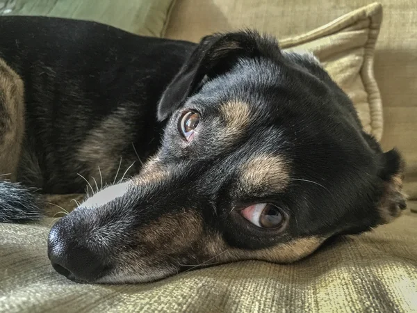 Piccolo cane quasi dorme sul cuscino — Foto Stock