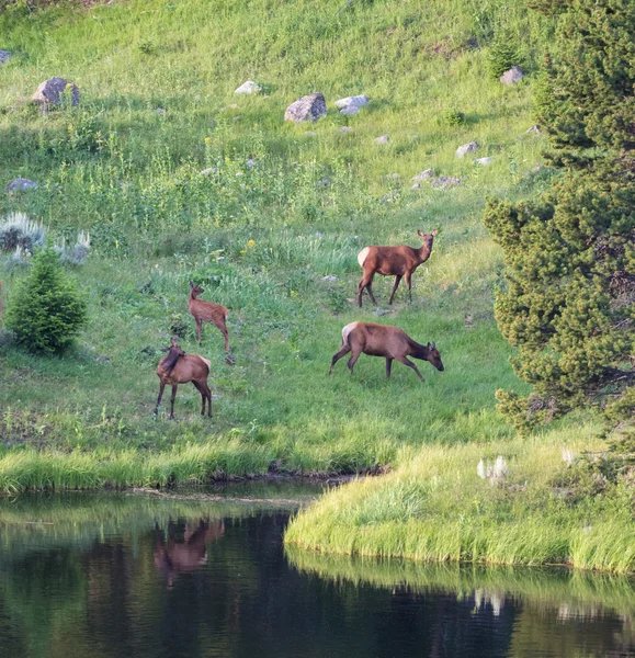 Groupe de jeunes cerfs — Photo